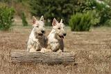 SCOTTISH TERRIER 241
